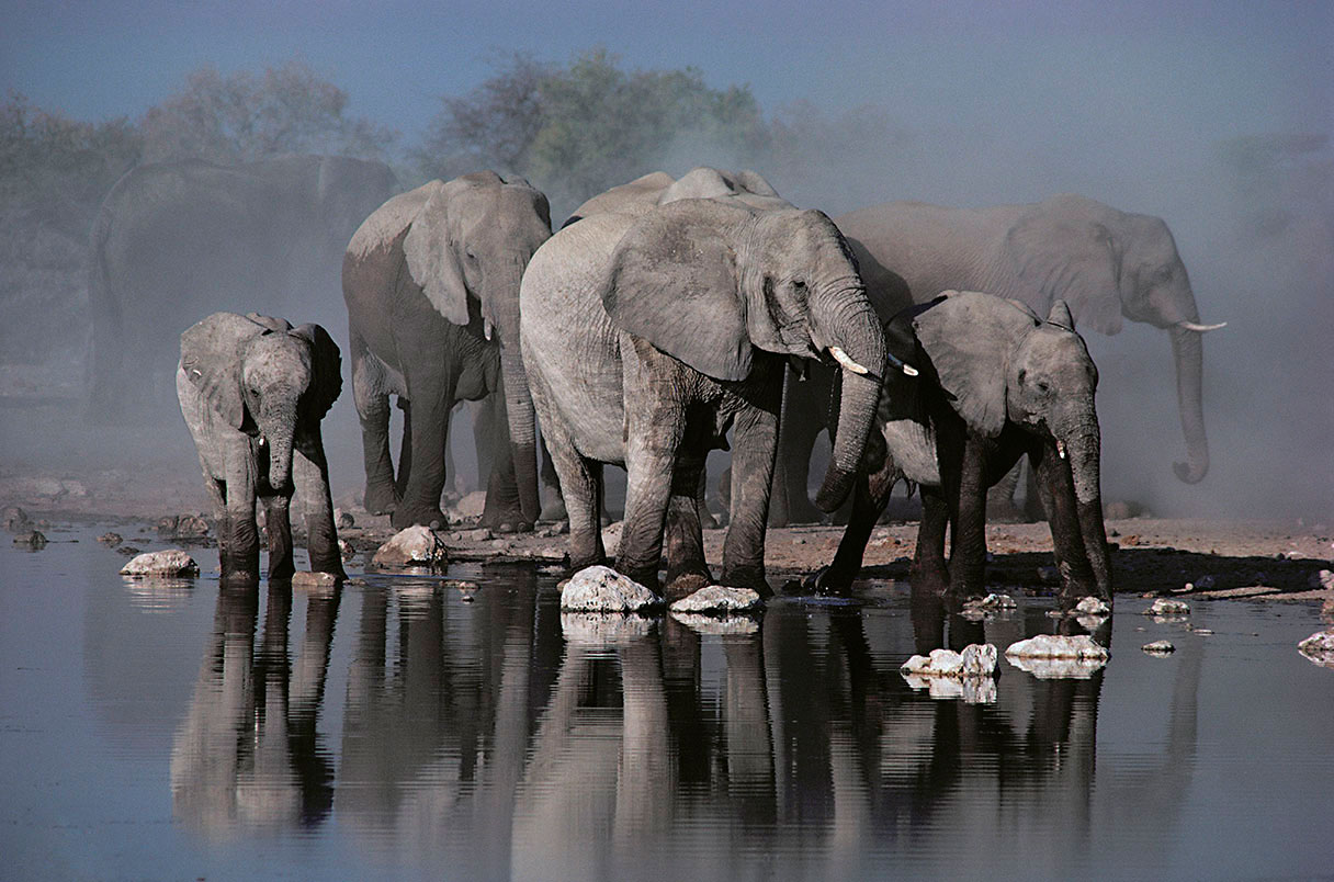 Tourism Minister clarifies trophy hunting - Vimarsana News