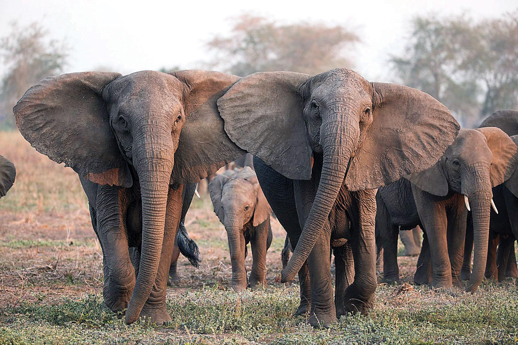 New report sheds light on the cause of mass elephant deaths in 2020 - Vimarsana News