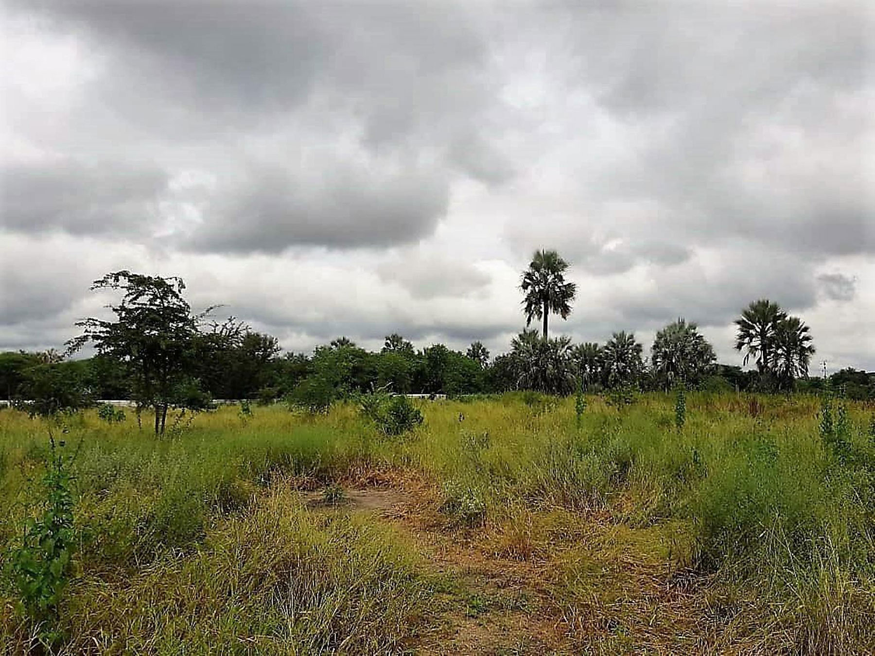 Land transfers haunt Chobe Land Board | Sunday Standard - Vimarsana News