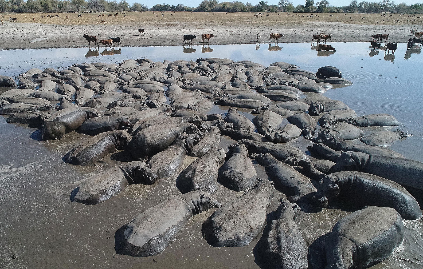 Drought takes toll on wildlife | Sunday Standard - Vimarsana News
