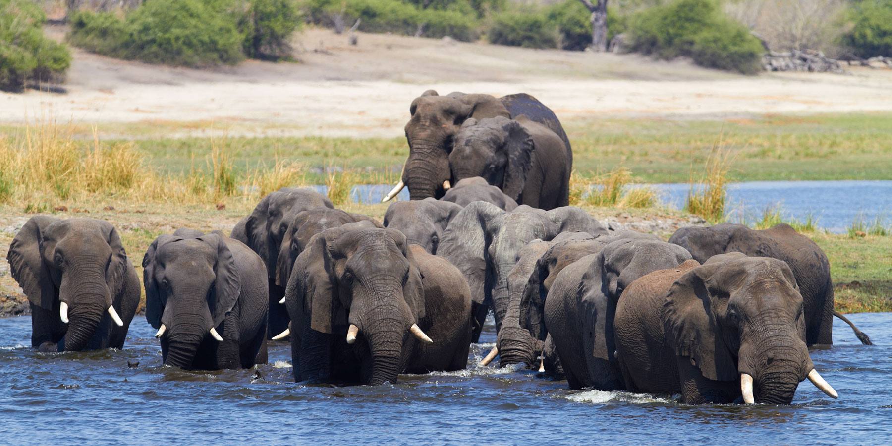 Trophy hunting market