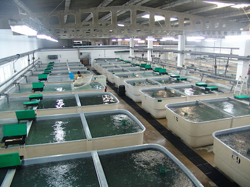 Aquaculturists struggle to satisfy local market - Vimarsana News