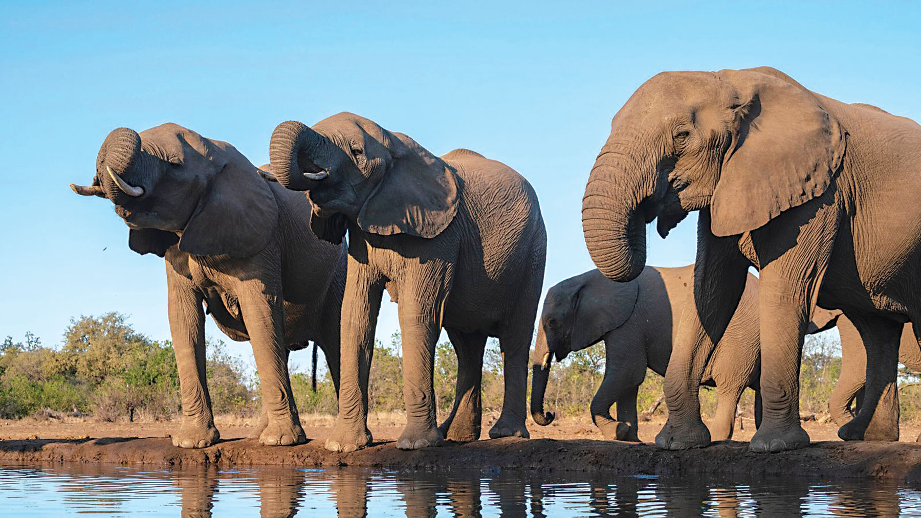 elephant botswana