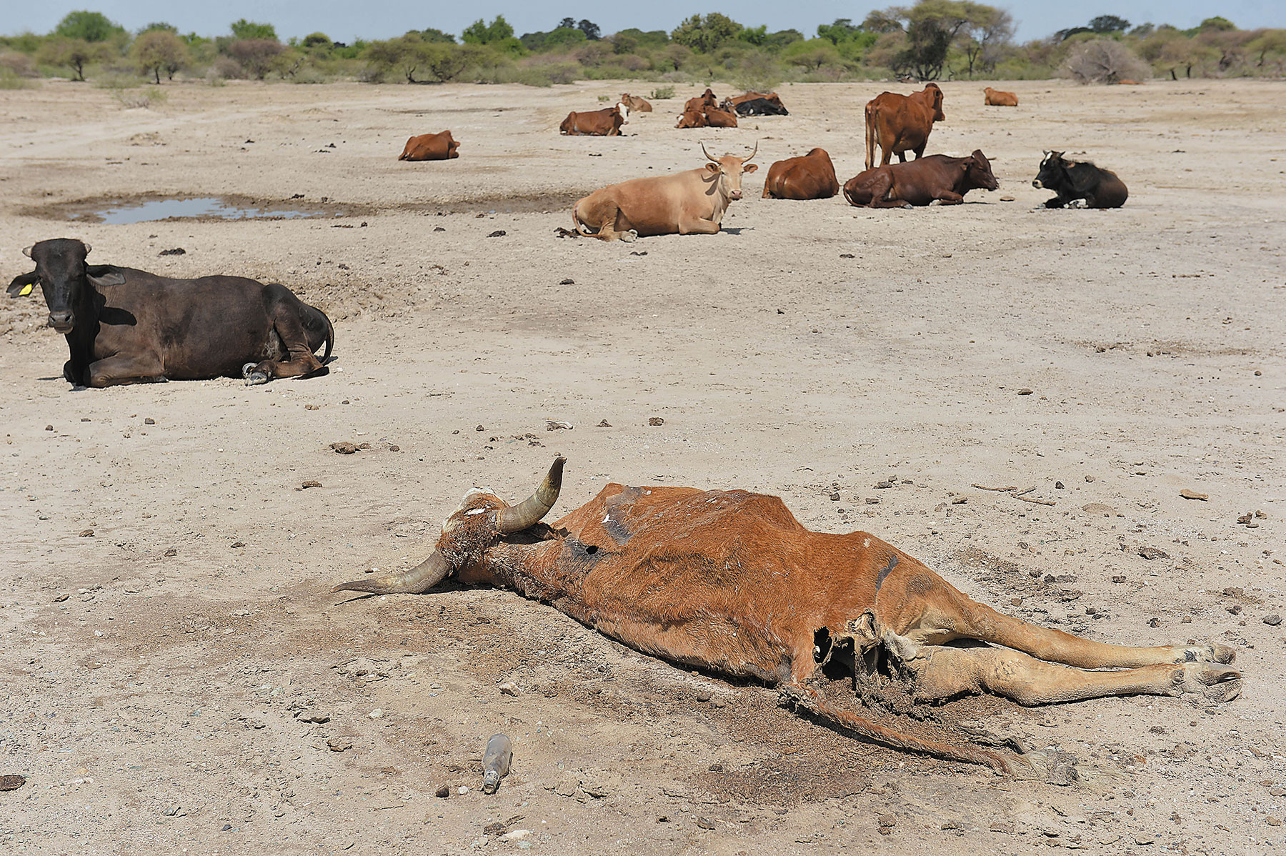Drought, heat and empty dams: Econsult warns Botswana must act now