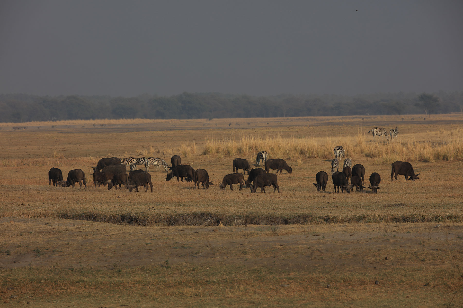 Moremi Game Reserve