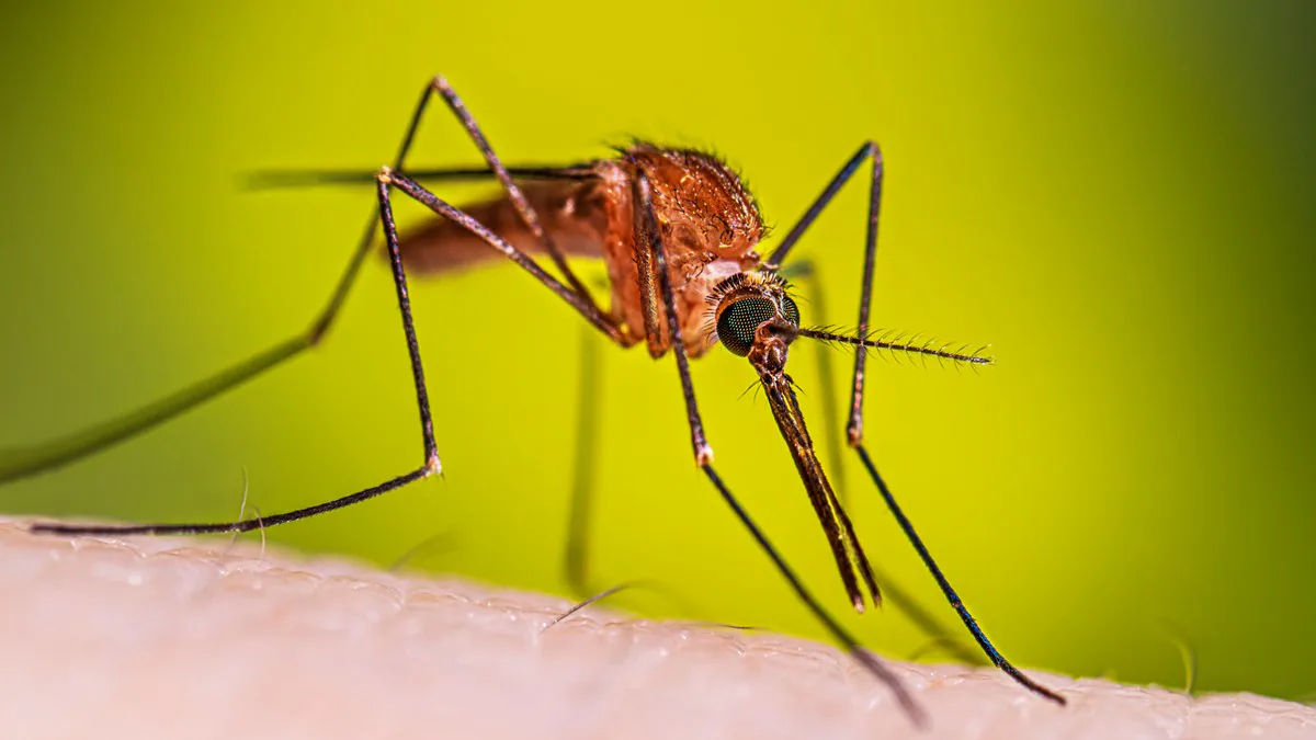 Mosquito