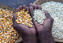 El Niño threatens P1.17bn agricultural blow