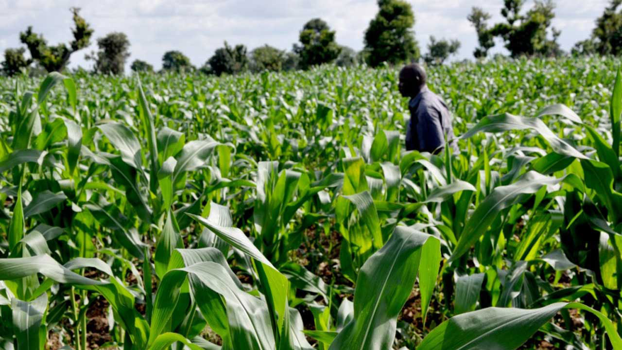 Crops
