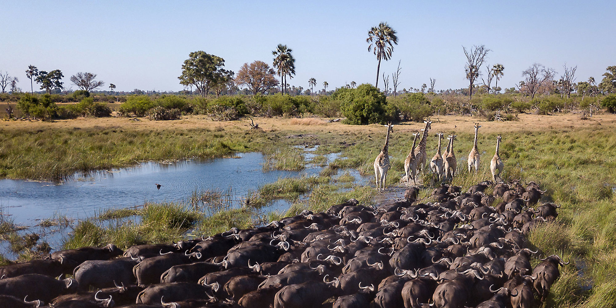 okavango delta
