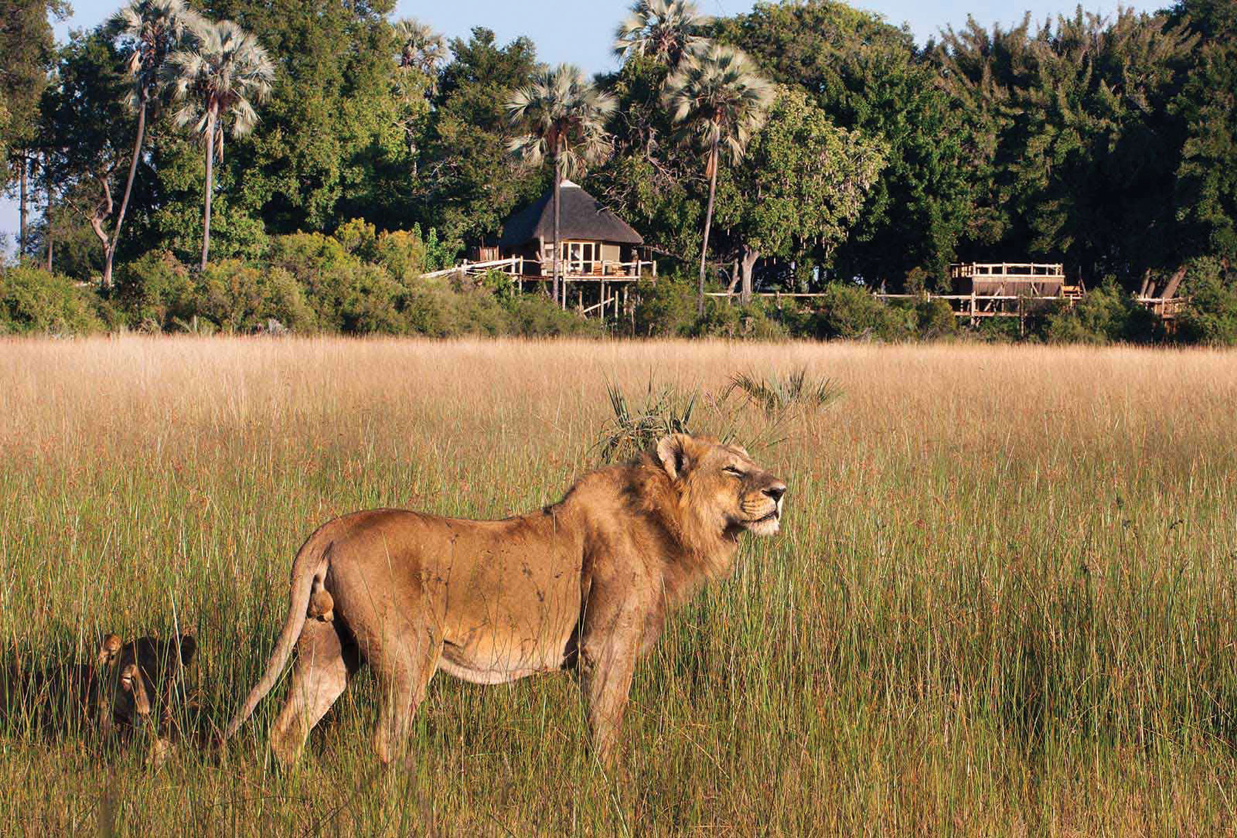 trophy hunting