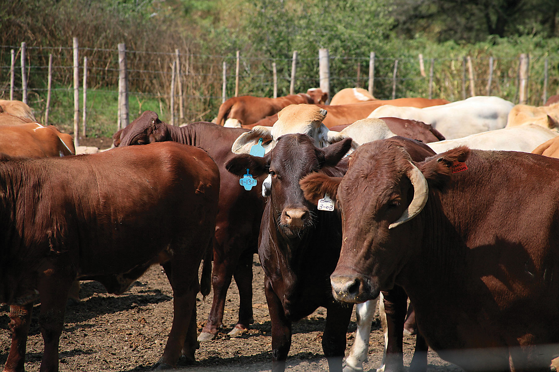 cattle 1