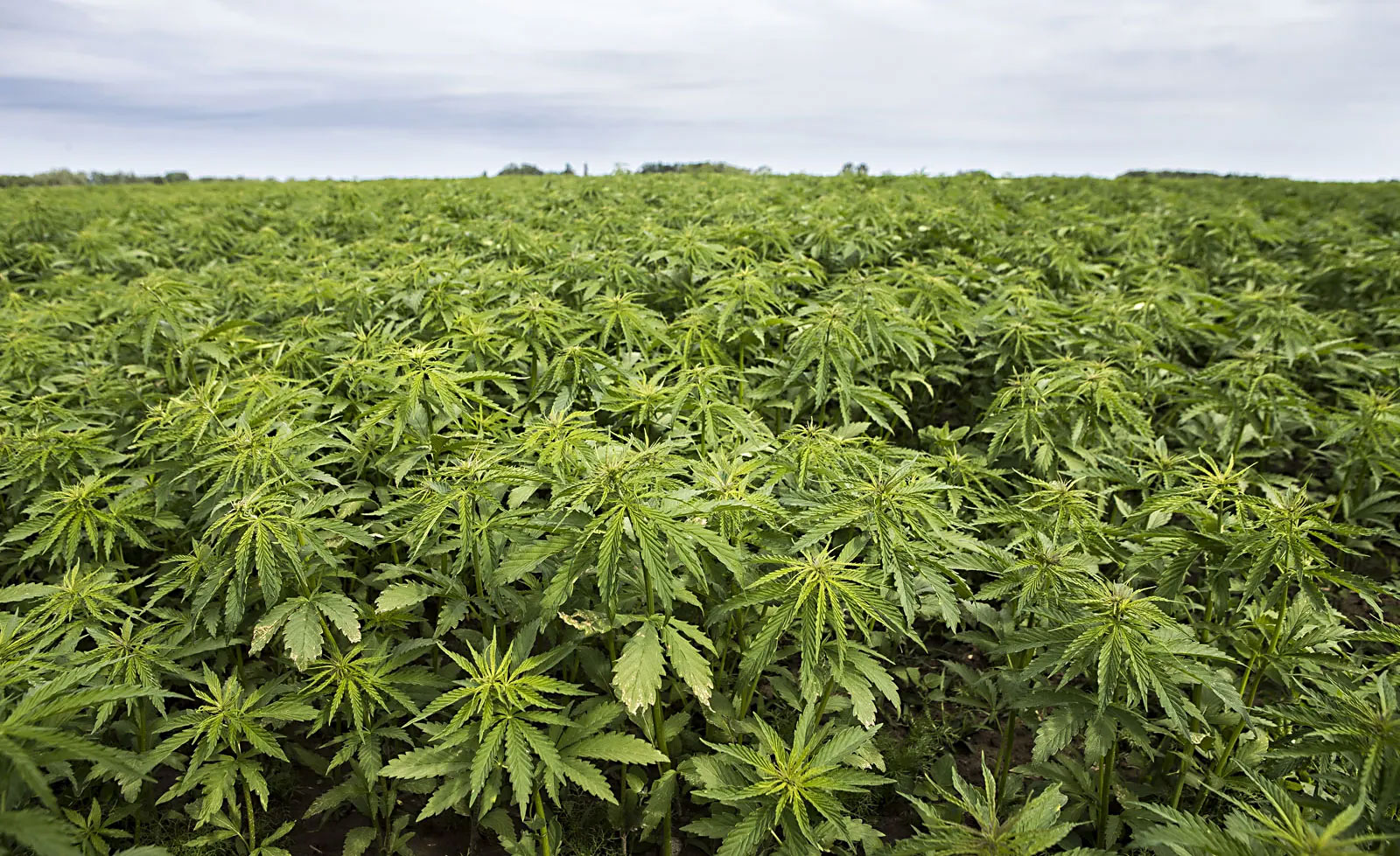 Botswana Hemp Mystery