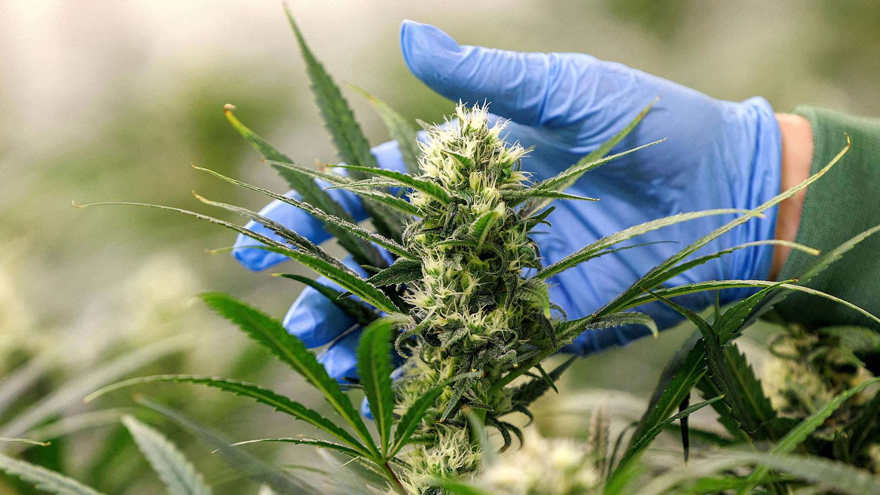 Cannabis