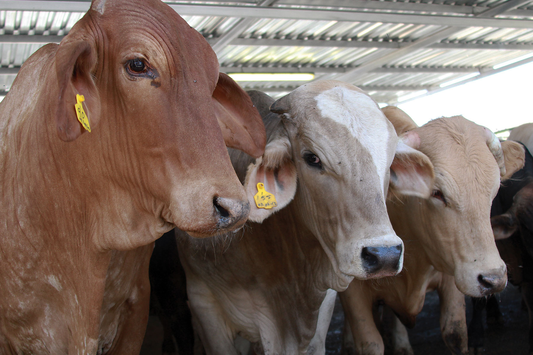 Cattle 1