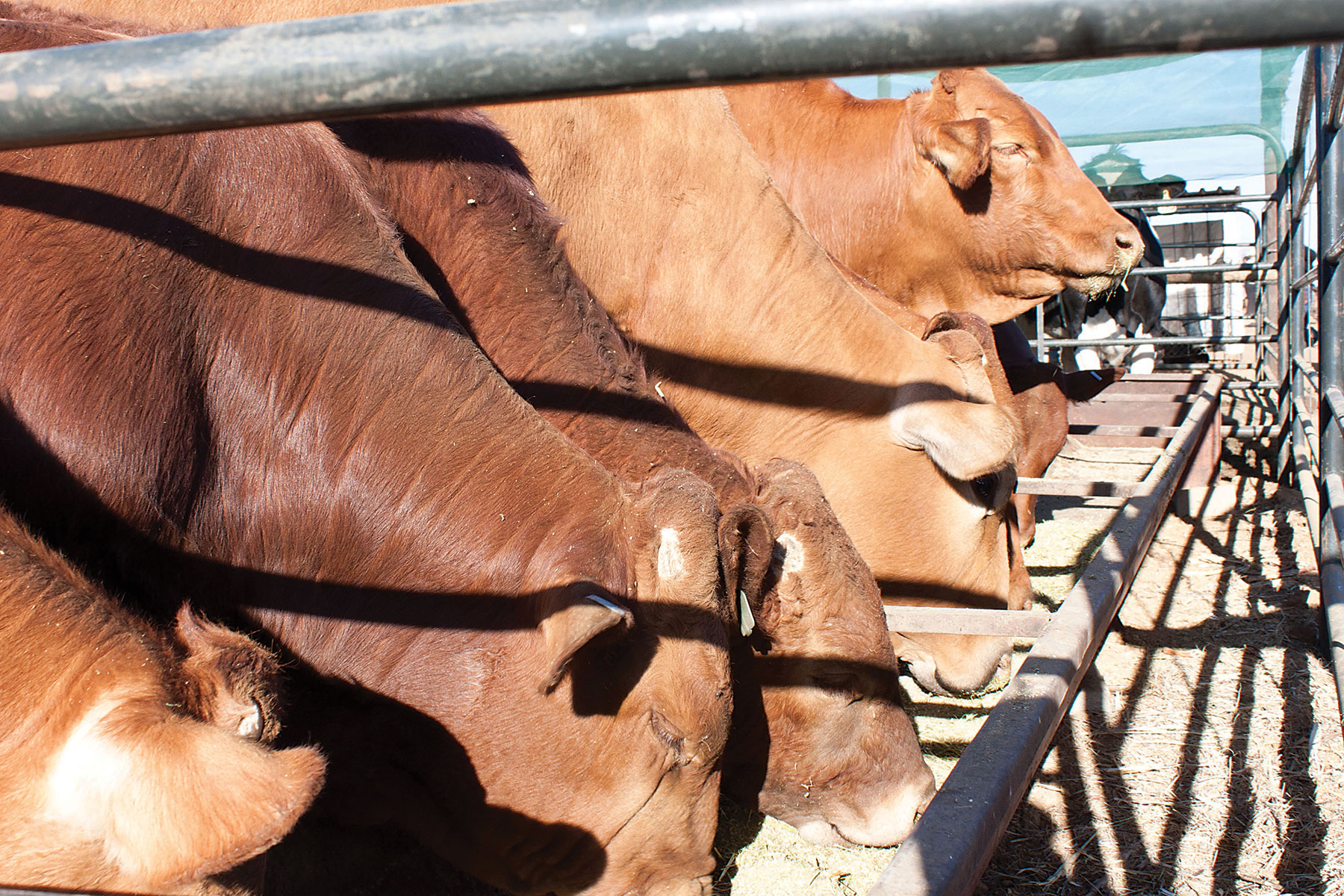 Cattle