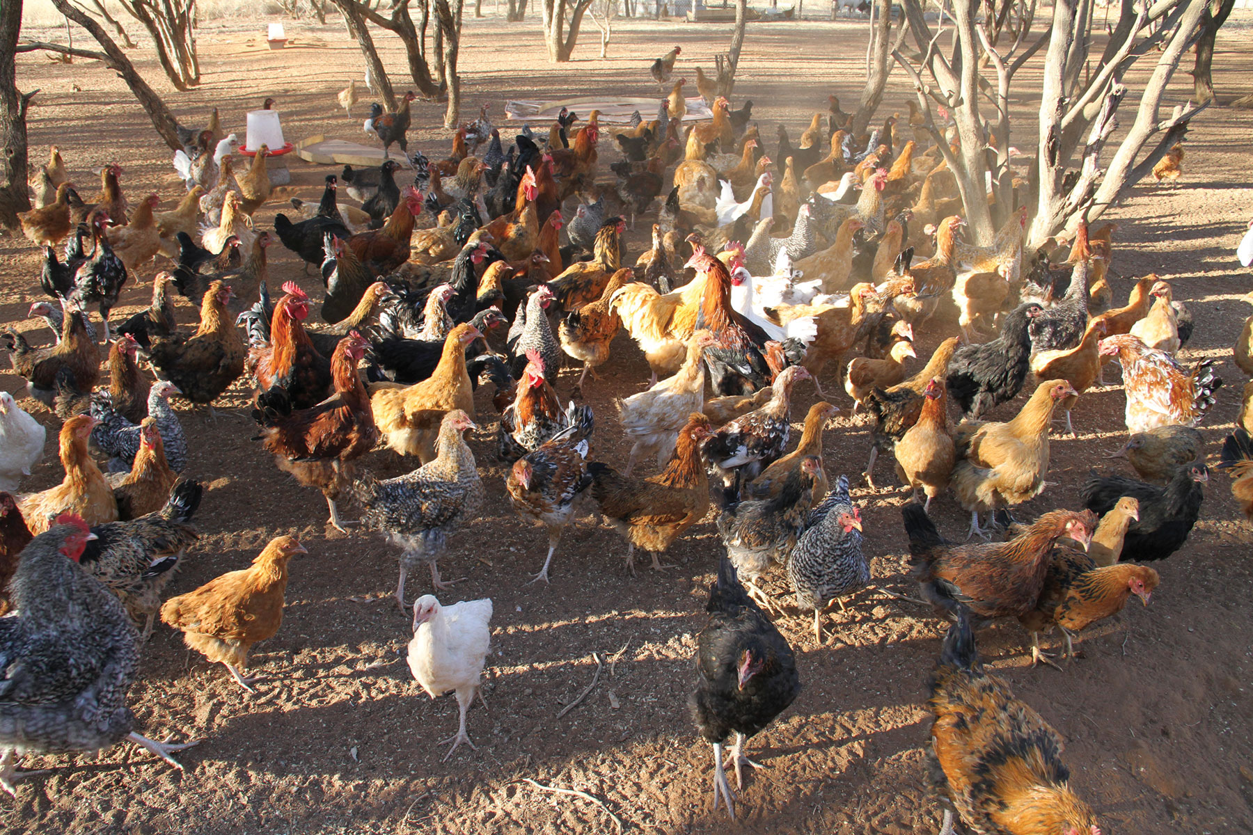 CEDA’s poultry push runs into an old problem: market power