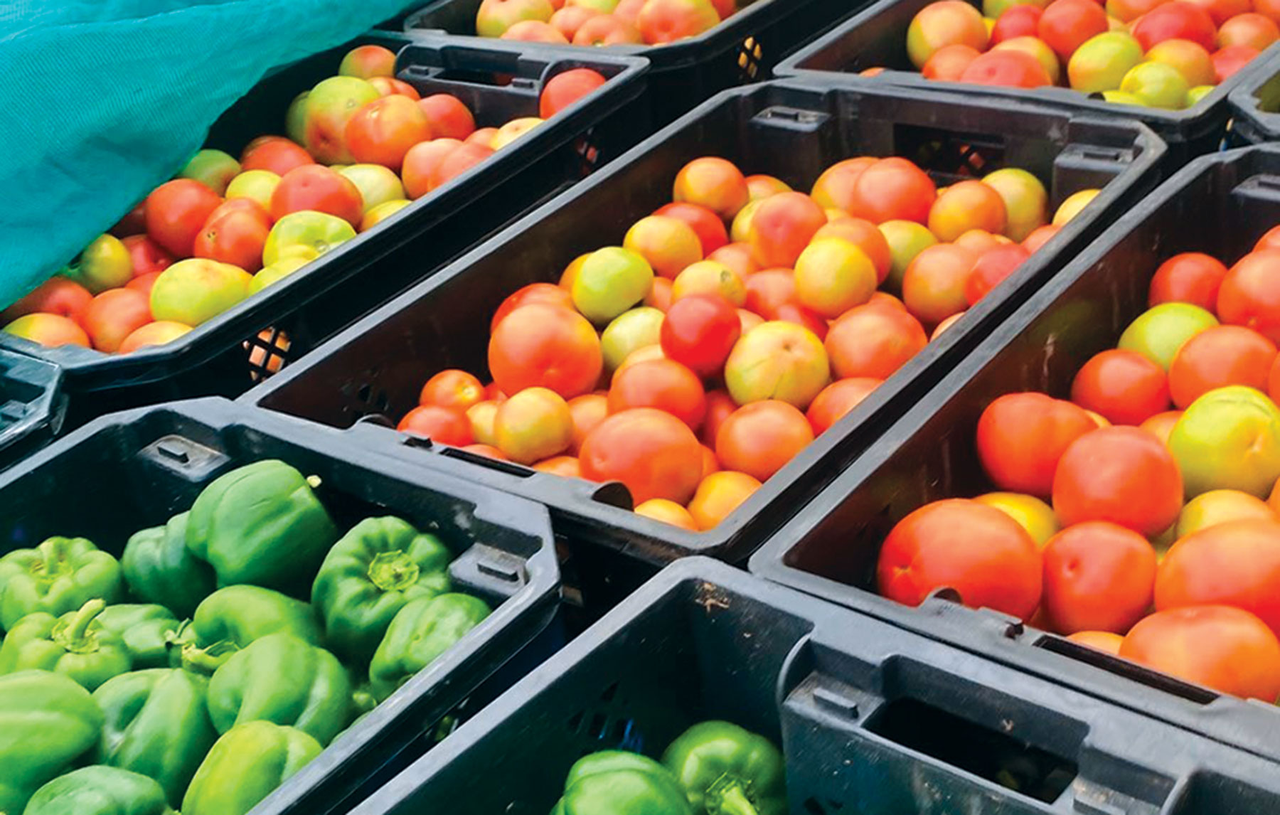 No end in sight for Botswana/S Africa veges trade war