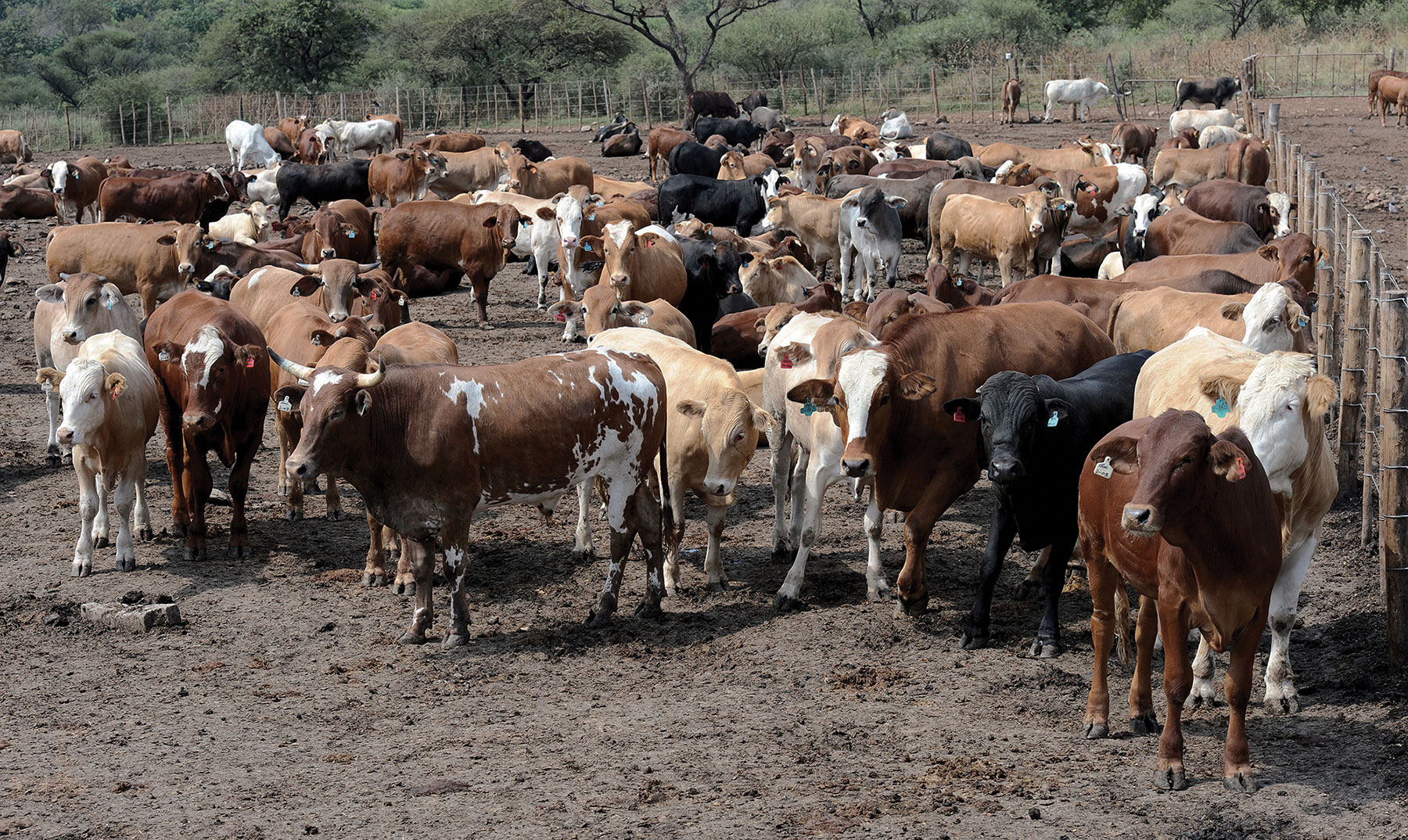 Botswana’s cattle herd falls further