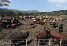 Cattle herd shrinks as livestock deaths surge