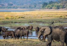 Poachers shift focus to bushmeat species